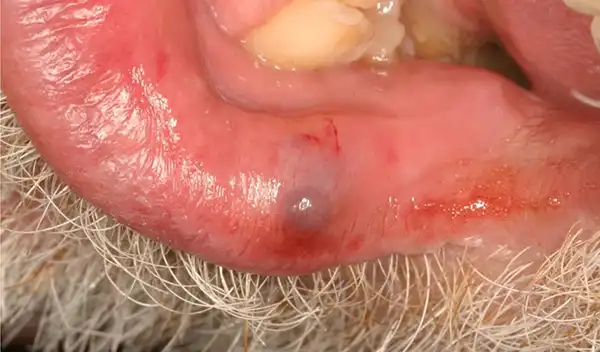 Close-up of an animal’s lower lip showing redness, irritation, a blue-gray lesion, and minor bleeding.